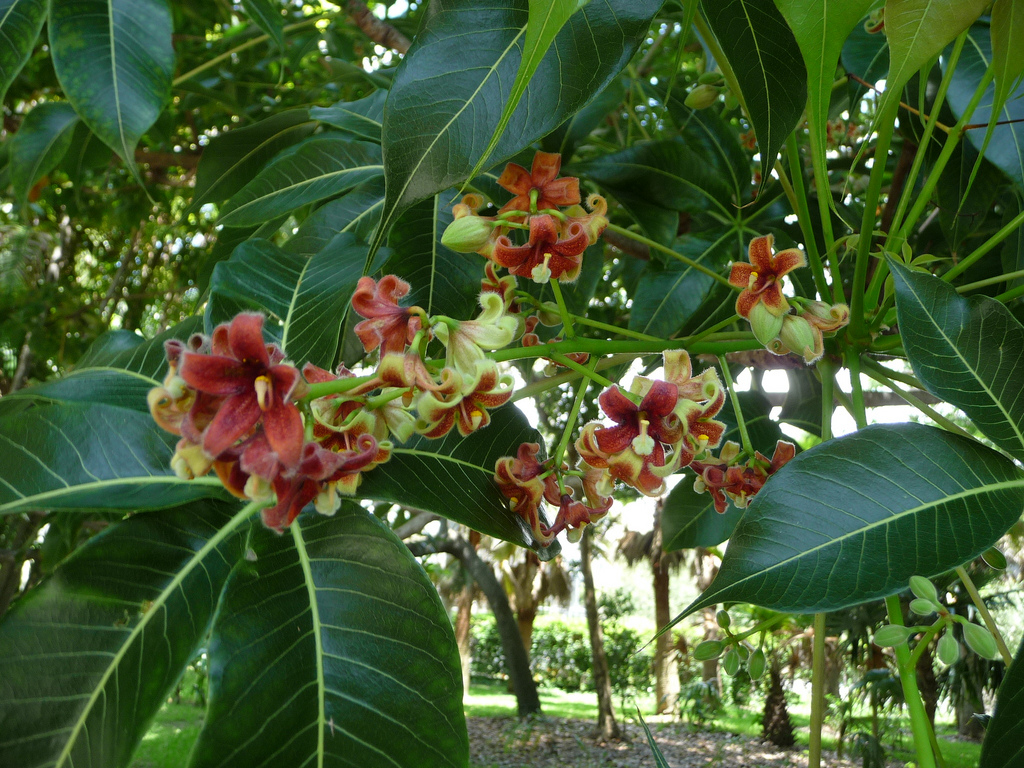 Представитель Семейства Sterculiaceae
